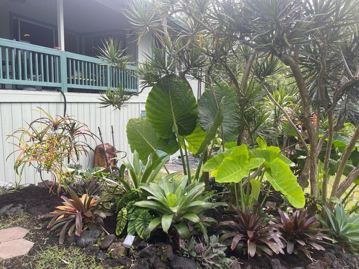 Pahoa Seaside House And Aloha Bungalow מראה חיצוני תמונה
